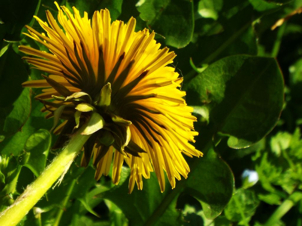 Taraxacum sp. (Asteraceae)